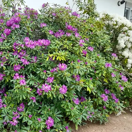 Bed & Breakfast Les Abelias Hauterive (Allier)